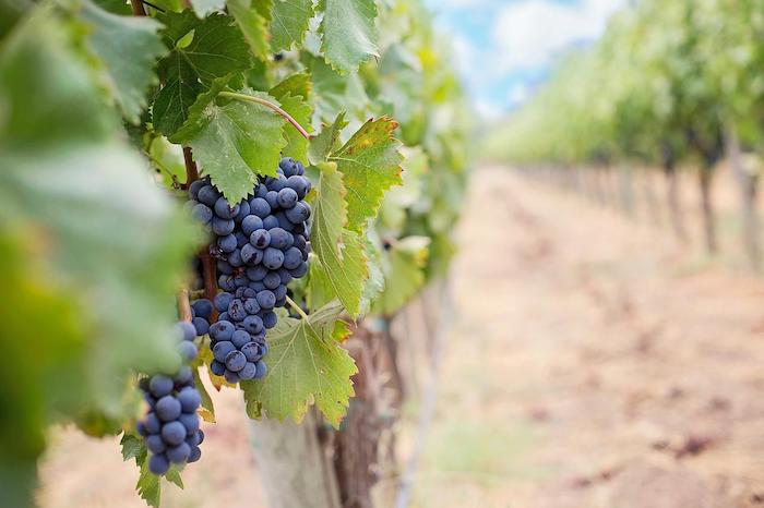 viticulture technologie production